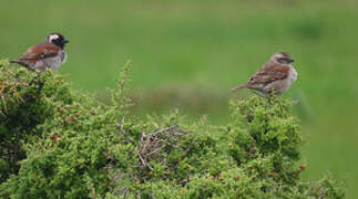 Cape Sparrow