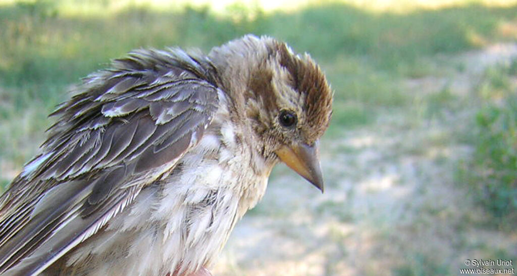 Moineau soulcieadulte, portrait