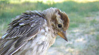 Rock Sparrow