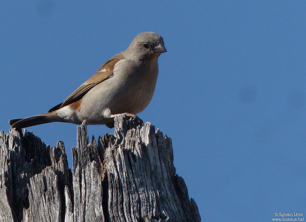 Southern Grey-headed Sparrow