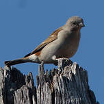 Moineau sud-africain