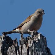 Southern Grey-headed Sparrow