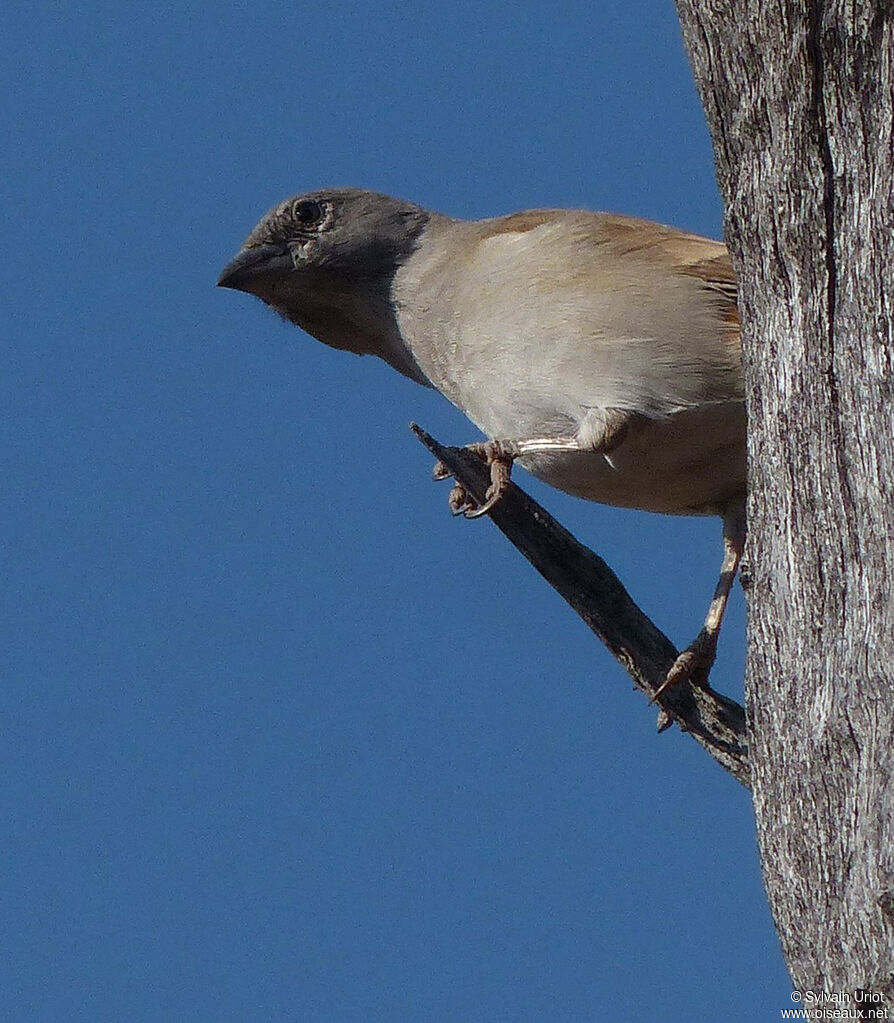 Southern Grey-headed Sparrow