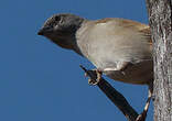 Moineau sud-africain