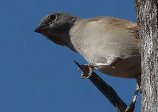 Moineau sud-africain