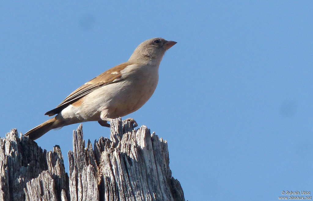 Southern Grey-headed Sparrow