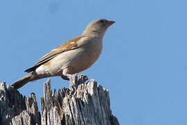 Southern Grey-headed Sparrow