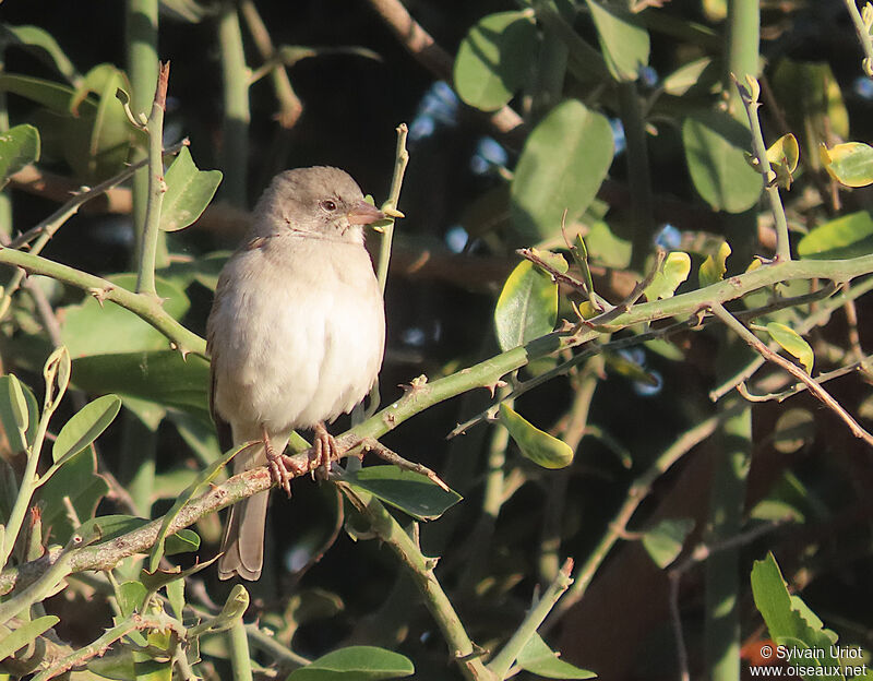 Southern Grey-headed Sparrowjuvenile