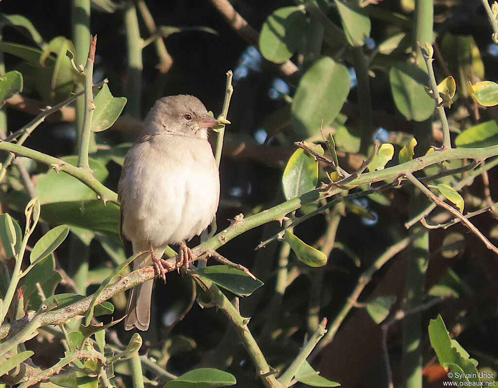 Moineau sud-africainjuvénile