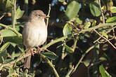 Moineau sud-africain