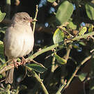 Moineau sud-africain
