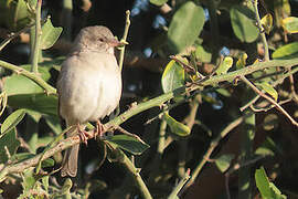 Southern Grey-headed Sparrow