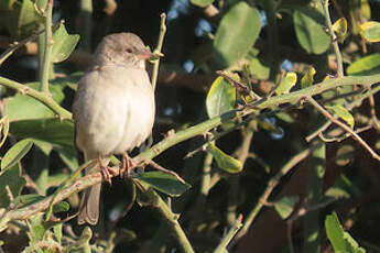 Moineau sud-africain