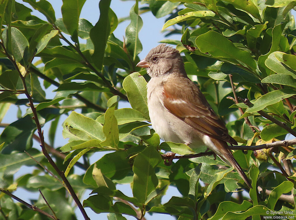 Southern Grey-headed Sparrowadult