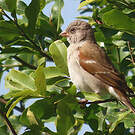 Moineau sud-africain