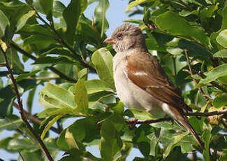 Moineau sud-africain