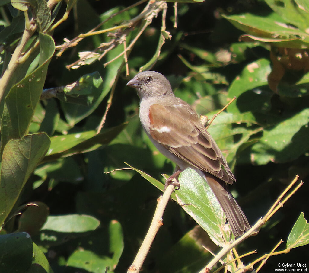 Southern Grey-headed Sparrowadult