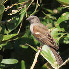 Moineau sud-africain