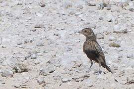 Grey-backed Sparrow-Lark