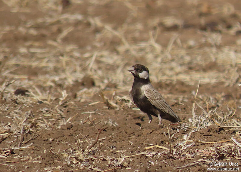 Grey-backed Sparrow-Larkadult breeding