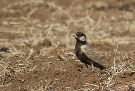 Grey-backed Sparrow-Lark