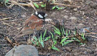 Chestnut-backed Sparrow-Lark