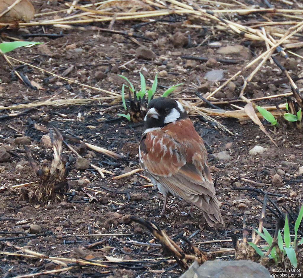 Chestnut-backed Sparrow-Lark male adult