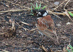 Chestnut-backed Sparrow-Lark