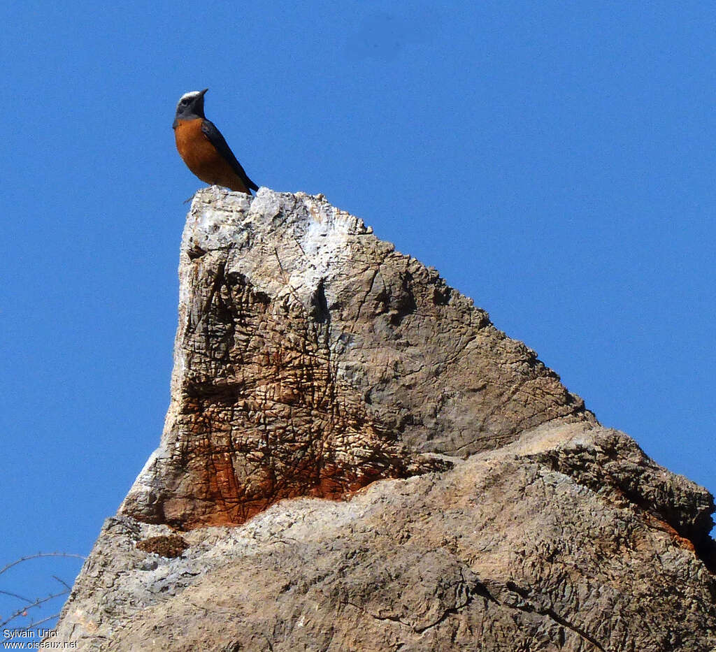 Short-toed Rock Thrush male adult, habitat, Behaviour