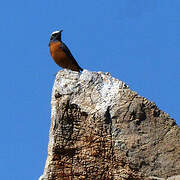 Short-toed Rock Thrush