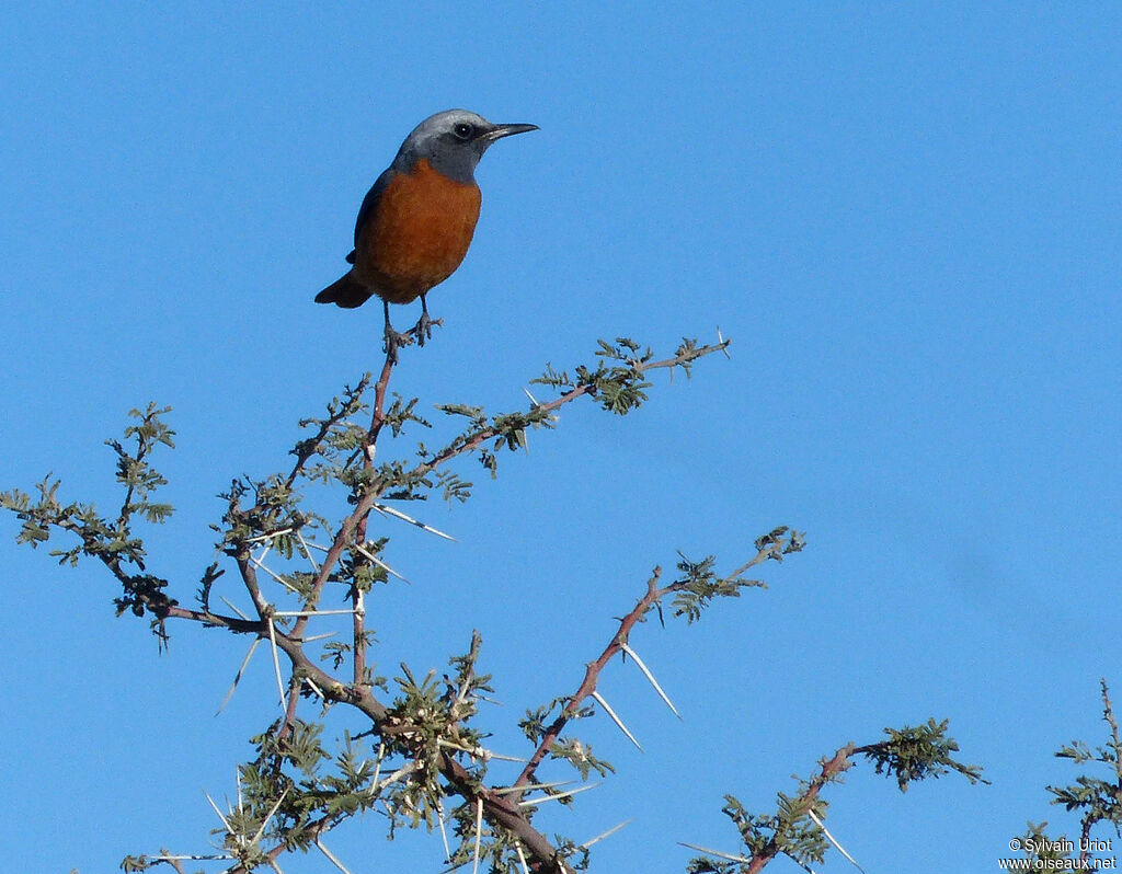 Short-toed Rock Thrush male adult