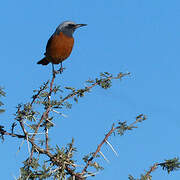 Short-toed Rock Thrush