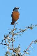 Short-toed Rock Thrush