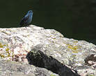 Monticole bleu