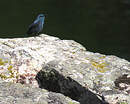 Monticole bleu