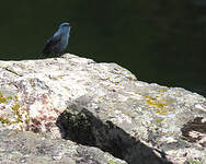 Monticole bleu