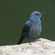 Monticole bleu