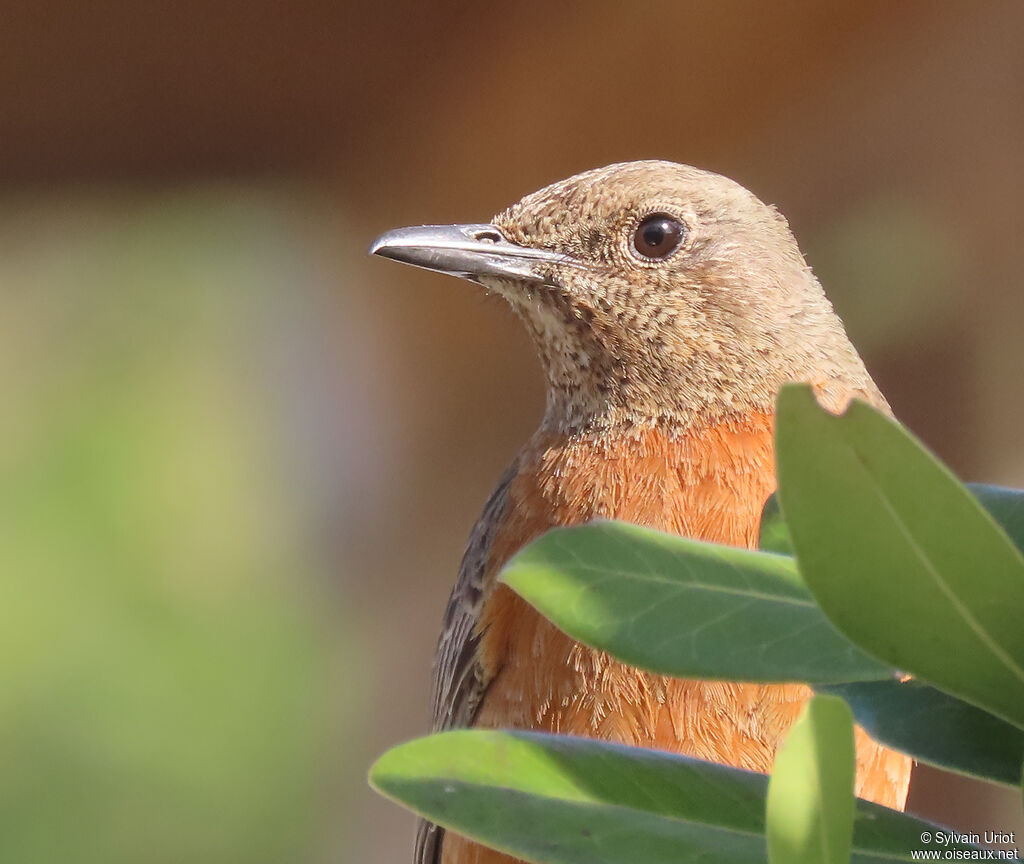 Cape Rock Thrush female adult