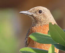 Cape Rock Thrush