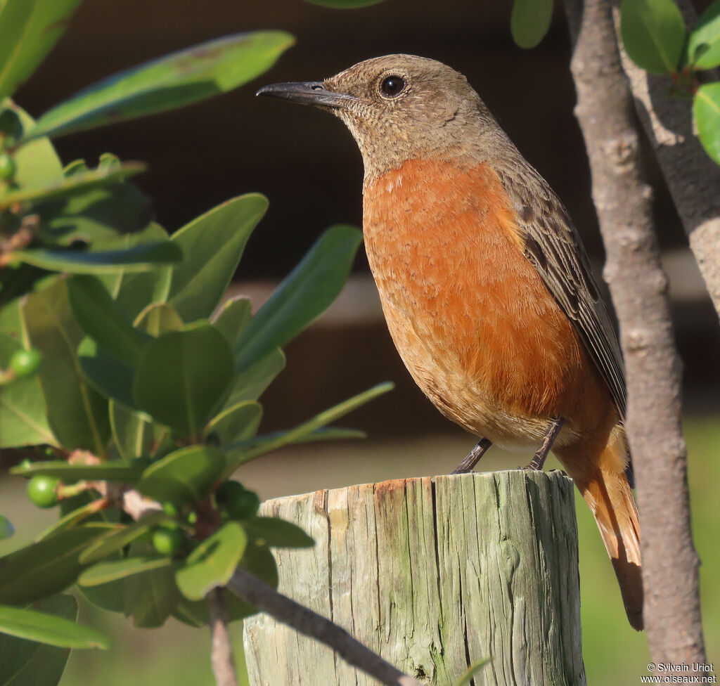 Cape Rock Thrush female adult