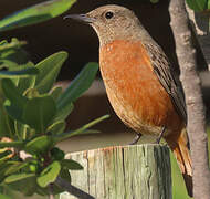 Cape Rock Thrush