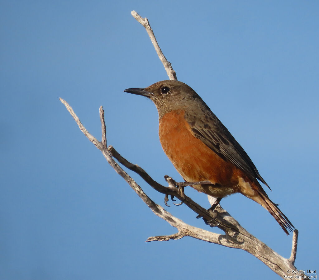 Cape Rock Thrush female adult