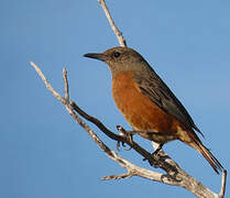 Cape Rock Thrush