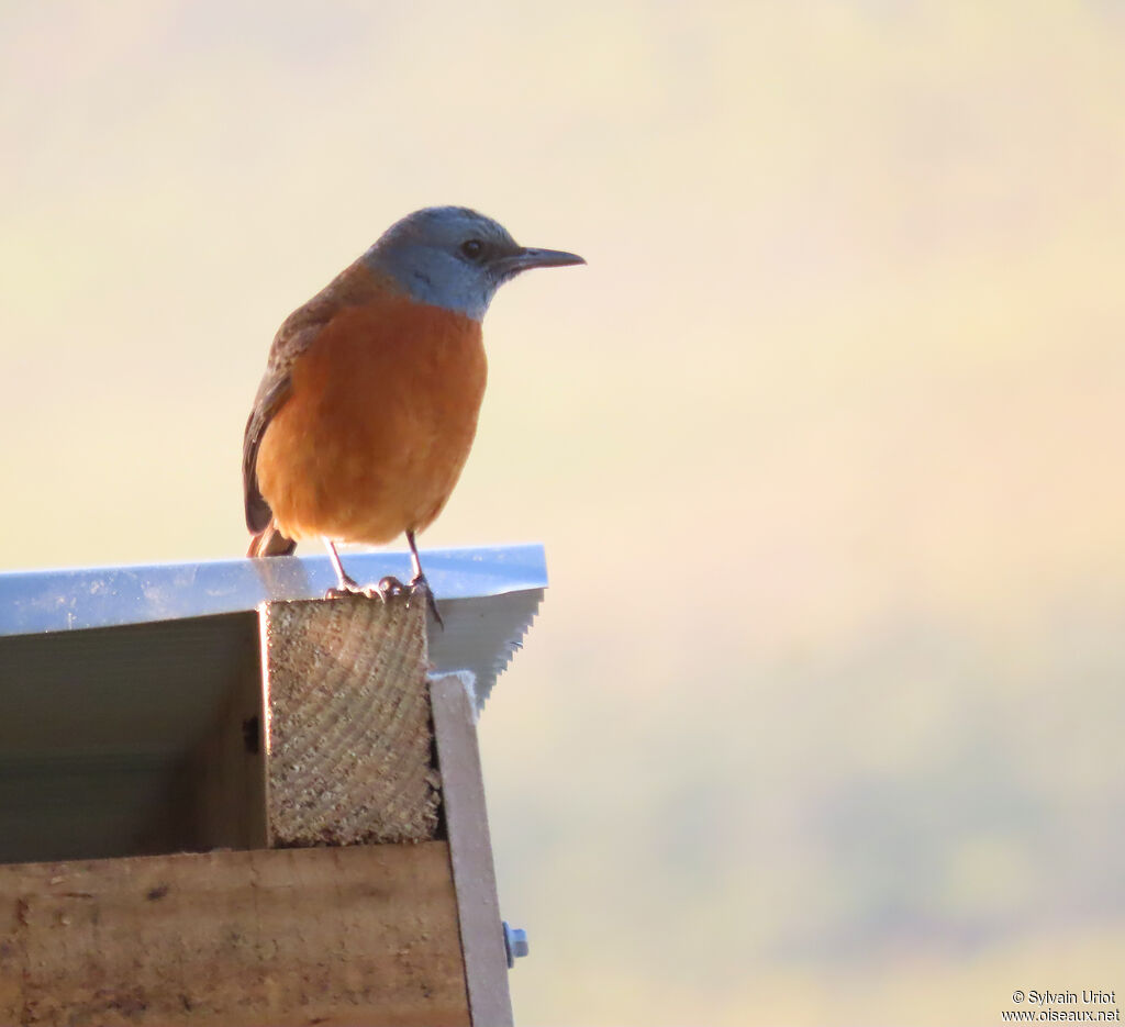 Cape Rock Thrush male adult