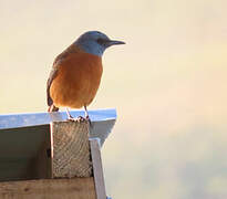 Cape Rock Thrush