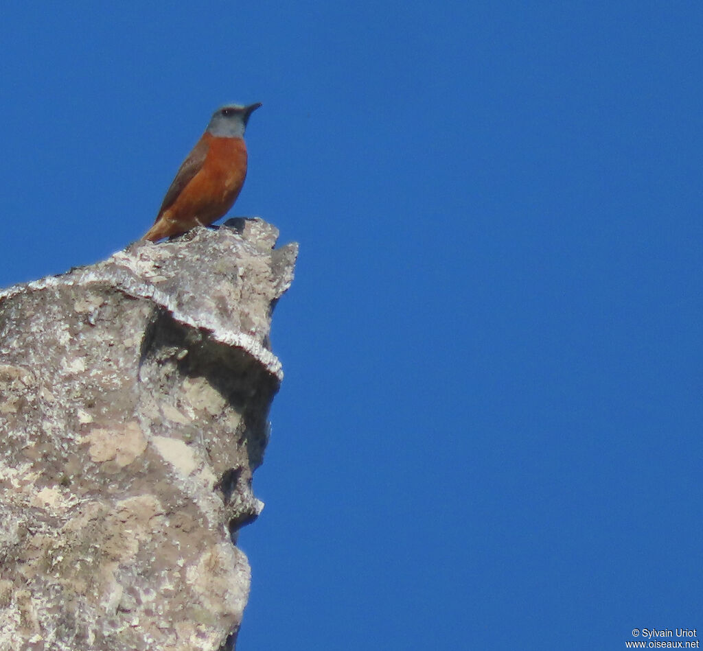 Cape Rock Thrush male adult