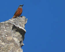 Cape Rock Thrush