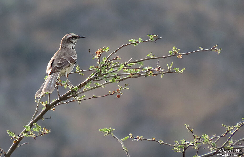 Long-tailed Mockingbird