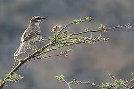 Long-tailed Mockingbird