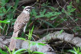 Long-tailed Mockingbird